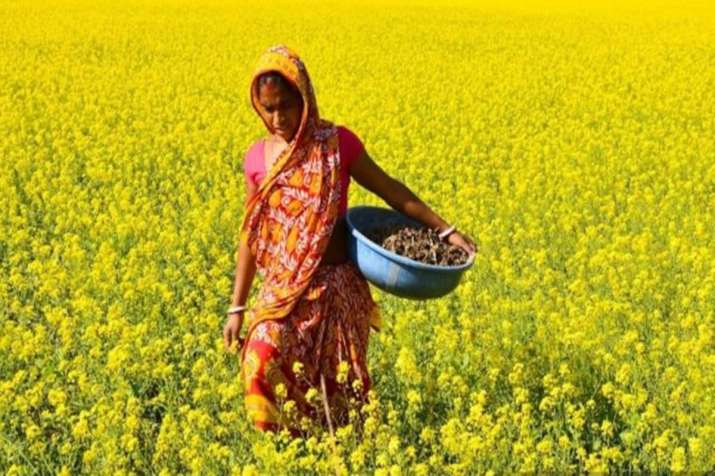 GM mustard was sown before the matter went to the Supreme Court, now this has been disclosed
