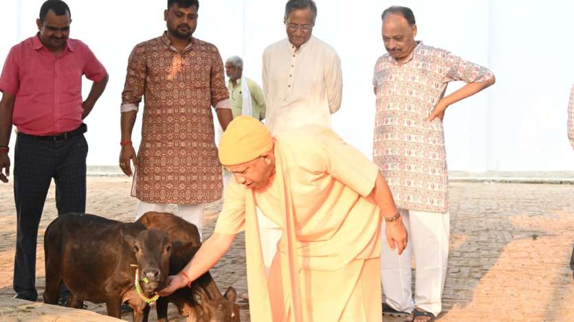 बता दें कि सीएम योगी गोरखपुर में स्थित गोरक्षधाम पीठ के पीठाधीश्वर हैं और वहां की गोशाला में बड़ी संख्या में गायें हैं।