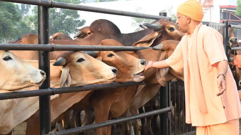 मुख्यमंत्री योगी आदित्यनाथ ने अपने गोरखपुर दौरे के दूसरे दिन गोशाला का निरीक्षण करने के दौरान गोसेवा भी की।