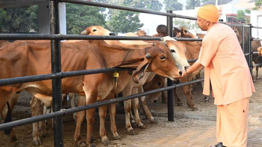 मुख्यमंत्री योगी आदित्यनाथ गोशाला में गायों को अपने हाथों से चारा खिलाते हुए नजर आए।