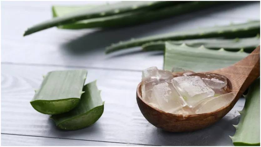 Sekadar informasi, izinkan kami memberi tahu Anda bahwa rayap juga bisa dihilangkan dengan bantuan gel lidah buaya. Pertama, ekstrak semua gel dari daun lidah buaya segar lalu giling gel ini hingga rata. Sekarang aplikasikan pada furnitur yang dipenuhi rayap selama dua hingga tiga hari dan otomatis lihat efek positifnya. Sekadar informasi, izinkan kami memberi tahu Anda bahwa rayap juga bisa dihilangkan dengan bantuan gel lidah buaya. Pertama, ekstrak semua gel dari daun lidah buaya segar lalu giling gel ini hingga rata. Sekarang aplikasikan pada furnitur yang dipenuhi rayap selama dua hingga tiga hari dan otomatis lihat efek positifnya.