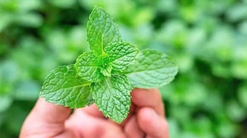 Existem muitos ingredientes na hortelã que trabalham para reduzir a inflamação dos buracos da garganta e do nariz. Isso facilita a respiração. Antes de dormir, coloque algumas gotas de óleo da Pipermint em água e gargarejo. Pegue uma xícara de água fervente. Adicione 10 folhas de hortelã e deixe esfriar. Quando essa água se tornar potável morna, beba filtrando ou sem filtragem. Isso cura o problema de roncar em alguns dias. Existem muitos ingredientes na hortelã que trabalham para reduzir a inflamação dos buracos da garganta e do nariz. Isso facilita a respiração. Antes de dormir, coloque algumas gotas de óleo da Pipermint em água e gargarejo. Pegue uma xícara de água fervente. Adicione 10 folhas de hortelã e deixe esfriar. Quando essa água se tornar potável morna, beba filtrando ou sem filtragem. Isso cura o problema de roncar em alguns dias.