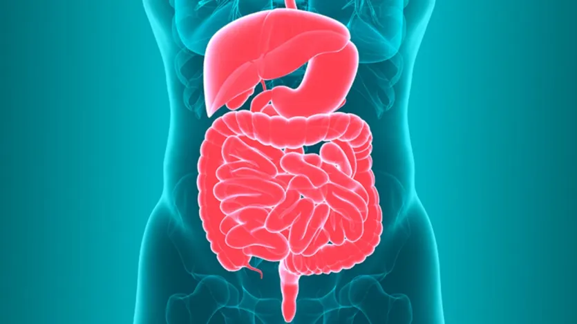 As nozes são ricas em fibras solúveis e insolúveis, o que pode contribuir para um intestino saudável. A fibra suporta fezes regulares, promove o crescimento de bactérias intestinais benéficas e pode ajudar a reduzir o risco de doenças gastrointestinais, como constipação e doença diverticular. As nozes são ricas em fibras solúveis e insolúveis, o que pode contribuir para um intestino saudável. A fibra suporta fezes regulares, promove o crescimento de bactérias intestinais benéficas e pode ajudar a reduzir o risco de doenças gastrointestinais, como constipação e doença diverticular.