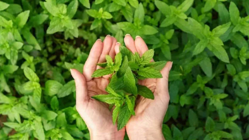 As folhas de Tulsi também aliviam as úlceras na boca. Para isso, basta mastigar 4-5 folhas de manjericão e comê-lo. Isso eliminará bolhas.