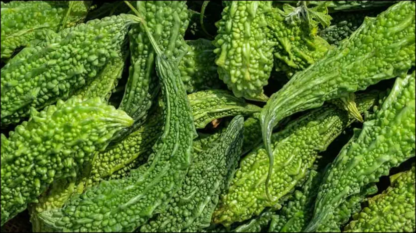 A cabaça amarga é considerada muito benéfica para pacientes com açúcar. O suco de cabaça amargo no diabetes é um remédio eficaz, que pode controlar o açúcar no sangue. Beba cabaça amarga, pepino e suco de tomate com o estômago vazio de manhã. A cabaça amarga é considerada muito benéfica para pacientes com açúcar. O suco de cabaça amargo no diabetes é um remédio eficaz, que pode controlar o açúcar no sangue. Beba cabaça amarga, pepino e suco de tomate com o estômago vazio de manhã.