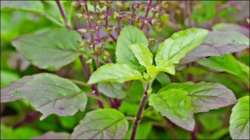Os pacientes com diabetes devem comer folhas de manjericão diariamente. Tulsi contém antioxidantes e nutrientes essenciais que trabalham para acumular insulina e corrigir as células de liberação. Portanto, o paciente com diabetes deve mastigar 4-5 folhas de manjericão diariamente. Os pacientes com diabetes devem comer folhas de manjericão diariamente. Tulsi contém antioxidantes e nutrientes essenciais que trabalham para acumular insulina e corrigir as células de liberação. Portanto, o paciente com diabetes deve mastigar 4-5 folhas de manjericão diariamente.