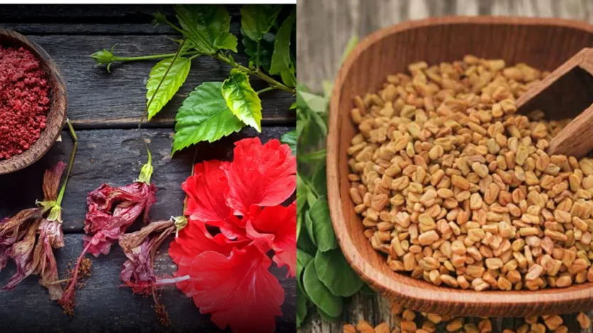 गुड़हल और मेथी का तेल: गुड़हल बालों को बढ़ाता है और दोमुंहे बालों को रोकता है, जबकि मेथी रूसी से लड़ती है और जड़ों को मजबूत बनाती है। आधा कप नारियल का तेल, 5 ताजे गुड़हल के फूल और 1 बड़ा चम्मच मेथी के बीज मिलाएं। 10 मिनट तक हल्के से गर्म करें, फिर ठंडा होने दें और छान लें। सप्ताह में दो बार लगाएं। यह तेल बालों को गहराई से कंडीशन करता है और क्षतिग्रस्त बालों के लिए एकदम सही है।
गुड़हल और मेथी का तेल: गुड़हल बालों को बढ़ाता है और दोमुंहे बालों को रोकता है, जबकि मेथी रूसी से लड़ती है और जड़ों को मजबूत बनाती है। आधा कप नारियल का तेल, 5 ताजे गुड़हल के फूल और 1 बड़ा चम्मच मेथी के बीज मिलाएं। 10 मिनट तक हल्के से गर्म करें, फिर ठंडा होने दें और छान लें। सप्ताह में दो बार लगाएं। यह तेल बालों को गहराई से कंडीशन करता है और क्षतिग्रस्त बालों के लिए एकदम सही है।