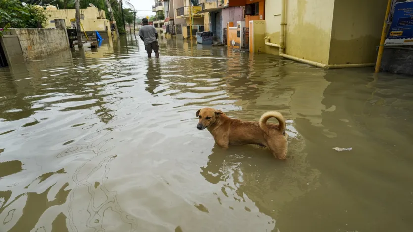 pic 2 1747737635 बेंगलुरु में मरने वालों की संख्या बढ़कर पांच हो गई है। 500 घरों में पानी भर गया है और 20 से ज्यादा झीलें उफान पर है। अंडरपास और फ्लाईओवरों पर पानी भर गया है।