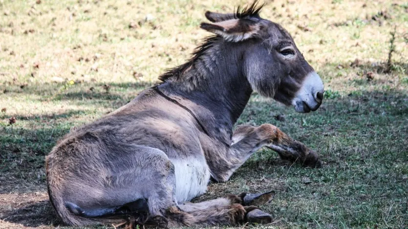 आंध्र प्रदेश में गधों की तादाद करीब 5 हजार है। गधों की आबादी के मामले में यह सूबा देश में 10वें नंबर पर है। यहां के ग्रामीण इलाकों में गधे छोटे किसानों के लिए वफादार साथी हैं। ये जानवर भारी सामान ढोने में मदद करते हैं, खासकर तटीय और पहाड़ी इलाकों में।