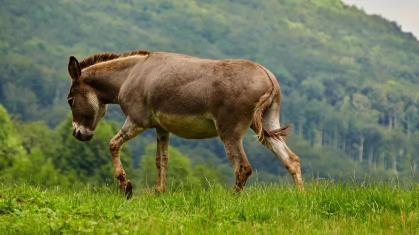 इस लिस्ट में दूसरे नंबर पर महाराष्ट्र है जहां गधों की तादाद करीब 18 हजार है। इस राज्य के ग्रामीण और सूखाग्रस्त इलाकों में गधे मजदूरी और ढुलाई का अहम साधन हैं। कम खर्च में पालन इन्हें गरीब परिवारों के लिए मुफीद बनाता है। महाराष्ट्र में गधों का योगदान स्थानीय अर्थव्यवस्था में काफी ज्यादा है।