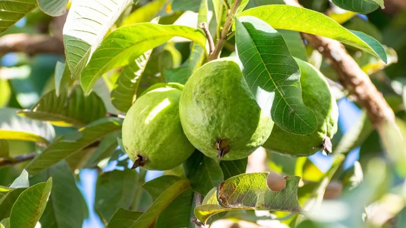 Madhya Pradesh是該列表中的第一個數字,其中Madhya Pradesh 2023-24生產了1052.30噸Guava,佔該國總收益率的9.60%。 (所有數字均來自農業) Madhya Pradesh是該列表中的第一個數字,其中Madhya Pradesh 2023-24生產了1052.30噸Guava,佔該國總收益率的9.60%。 (所有數字均來自農業)