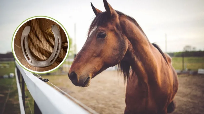 घर के मुख्य दरवाजे पर क्यों लगाई जाती है घोड़े की नाल?