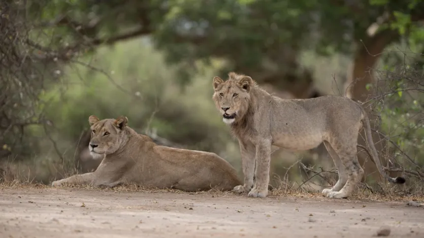 शेरनियां आम तौर पर 2 से 3 साल में एक बार बच्चों को जन्म देती हैं क्योंकि वह तब तक दोबारा संभोग नहीं करतीं, जब तक उनके बच्चे सर्वाइवल मोड में ना जाएं। हालांकि इसको लेकर अपवाद भी है। कई बार शेरनियां बच्चों को जन्म देने के बाद जल्द ही संभोग प्रक्रिया में उतर आती हैं। एक शेरनी कई शेरों के साथ भी संबंध बना सकती है। इससे उनके झुंड में नर शेरों के बीच दोस्ती बनी रहती है।
