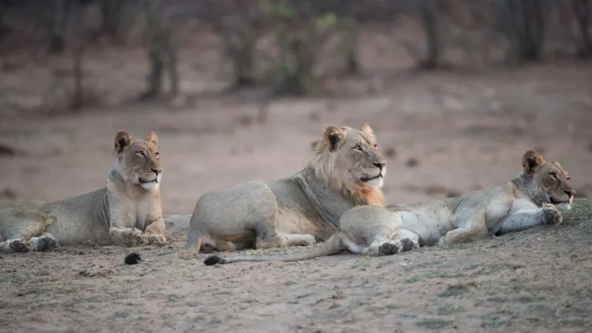 शेरनी के बारे में एक मुख्य बात ये है कि असली शिकारी यही होती हैं, जो झुंड के लिए शिकार लाती हैं। जबकि नर शेर का काम केवल रक्षा करना होता है। वह दिन में 16-17 घंटे तक सोते हैं। नर शेर की गर्दन पर अयाल (बाल) होते हैं, जबकि शेरनियों में सामान्यता ऐसा देखने को नहीं मिलता।
