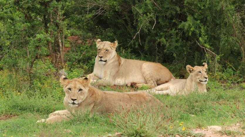 शिकार के बाद सबसे पहले नर शेर उसको पहले खाते हैं। इसके बाद शिकार को शेरनी और फिर शावक खाते हैं। हालांकि ये क्रम बदल भी सकता है। 
