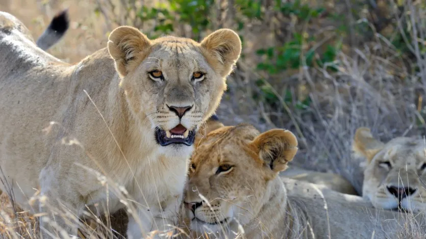 एक शेरनी का गर्भकाल (प्रेग्नेंसी) औसतन 3.5 से 4 महीने (100 से 120 दिन) का होता है और वह एक बार में एक से 6 शावकों को जन्म दे सकती है। शेरनियों को लेकर खास बात ये होती है कि वह कभी भी प्रेग्नेंट हो सकती हैं। इनके लिए बाकी जानवरों की तरह कोई निश्चित मौसम नहीं है। 
