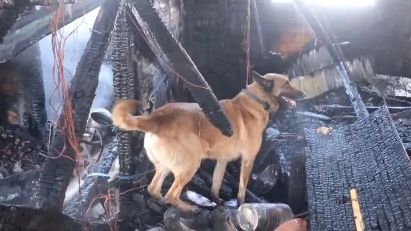 अब आगे की जांच शुरू की गई है ताकि सही कारण पता चल सके। फायर और इमरजेंसी सर्विस की स्पेशल डॉग स्क्वाड को भी मौके पर बुलाया गया ताकि किसी ज्वलनशील सामान या शवों को ढूंढ़ा जा सके।