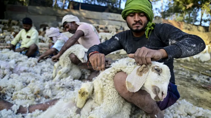 भेड़ें हमें सिर्फ ऊन ही नहीं देतीं, बल्कि ये बहुत ही चतुर, भावुक और रोचक जानवर हैं। हजारों सालों से इंसानों के साथ रह रही भेड़ें झुंड में रहना पसंद करती हैं और इनमें कई ऐसी खास बातें हैं जो आपको हैरान कर देंगी। आज हम आपको प्रयागराज से आई कुछ तस्वीरें दिखाएंगे जिनमें भेड़ों से देसी तरीके से ऊन निकाला जा रहा है, और साथ ही इनके बारे में कुछ दिलचस्प बातें भी बताएंगे। तो आइए देखते हैं भेड़ों की और उनसे ऊन निकाले जाने की कुछ शानदार तस्वीरें: