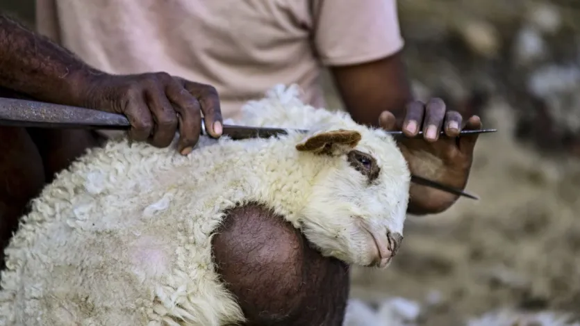 भेड़ें बहुत स्मार्ट होती हैं। वे 50 से ज्यादा दूसरी भेड़ों के चेहरे 2 साल तक याद रख सकती हैं और इंसानों के चेहरे भी पहचान लेती हैं। तस्वीर में आप देख सकते हैं कि कैसे भेड़ों से ऊन निकाला जा रहा है।