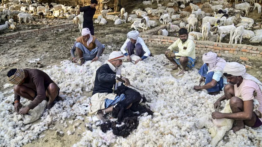 भेड़ों को इमोशन भी महसूस होता है और वे खुश, दुखी या डरी हुई हो सकती हैं। यहां तक कि भेड़ें एक-दूसरे के चेहरे से भावनाएं भी समझ लेती हैं। भेड़ों और उनके ऊन की यह तस्वीर भी प्रयागराज से ही है।