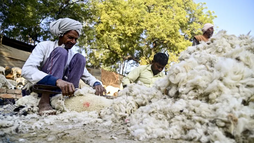 भेड़ अपने बच्चे को सिर्फ सूंघकर पहचानती है। भेड़ के हर बच्चे की अलग खुशबू होती है, जिससे वह उसे भटकने पर भी ढूंढ लेती है।  कई जगहों पर उन निकालने के लिए मशीनों का भी इस्तेमाल किया जाता है, लेकिन भारत में देसी तरीका ही जिंदाबाद है।