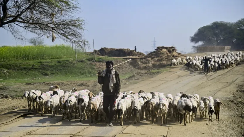 भेड़ों की आंखों की पुतली आयताकार होती है, जिससे उन्हें लगभग 360 डिग्री तक देखने की क्षमता मिलती है। आपको यह जानकर हैरानी होगी कि भेड़ें पीछे की तरफ भी बिना सिर घुमाए देख सकती हैं! इस तस्वीर में प्रयागराज में एक गड़रियां अपनी भेड़ों को हांकते हुए दिख रहा है।