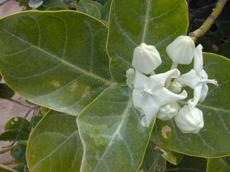 white oak white oak- India TV Hindi