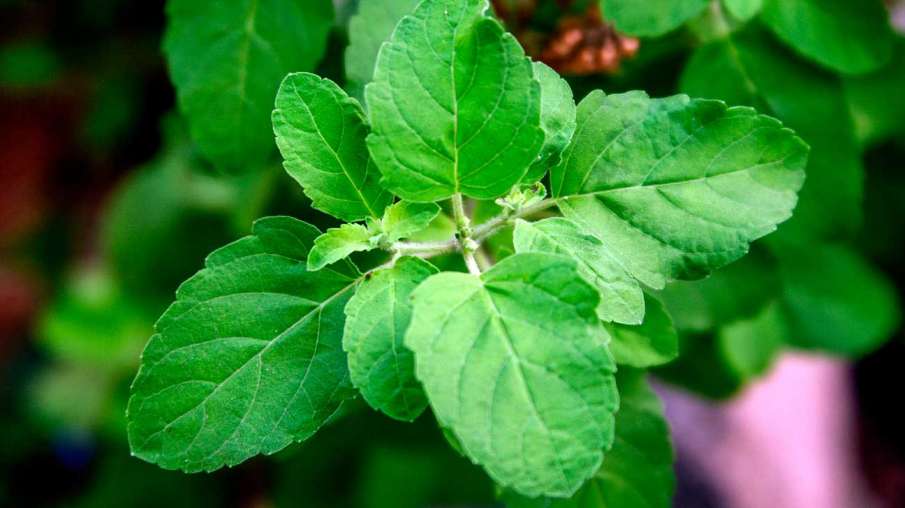 basil leaves basil leaves- India TV Hindi