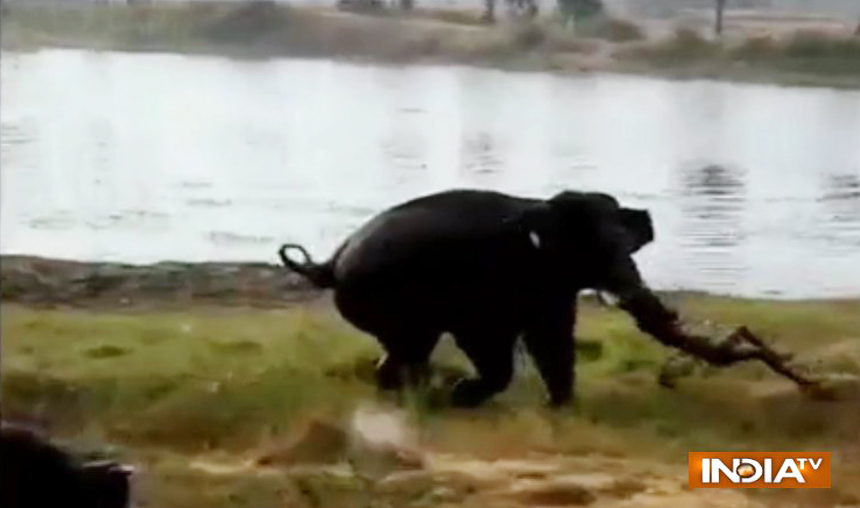 Man-killed-by-elephant-in-Karnataka Man-killed-by-elephant-in-Karnataka- India TV Hindi