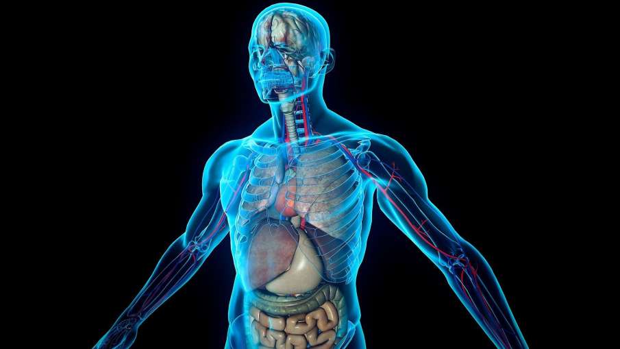 Human Body Human Body- India TV Hindi