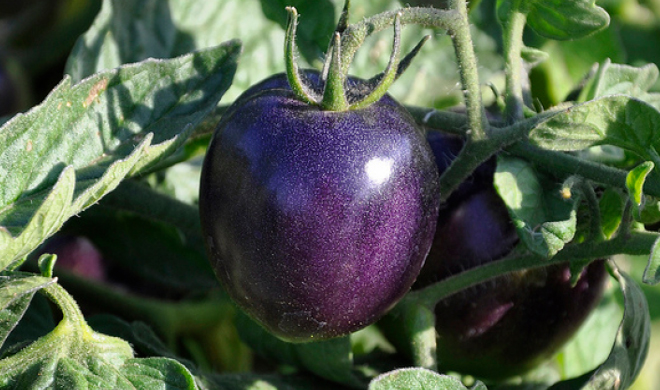 black tomato black tomato- India TV Hindi