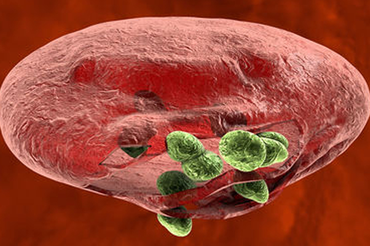 malaria
malaria
- India TV Hindi
