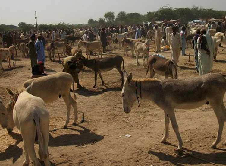 Revealed in Report Pakistan has become Land of Assets Revealed in Report Pakistan has become Land of Assets- India TV Hindi