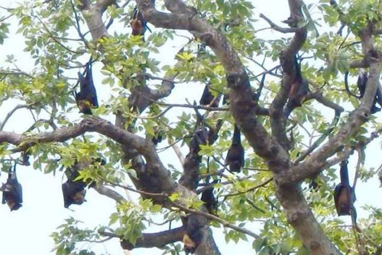 Nipah alert? This Bihar village worships bats Nipah alert? This Bihar village worships bats- India TV Hindi