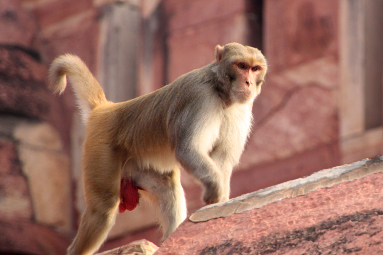 Agra: Monkey snatches Rs 2 lakh cash bag from girl at bank’s entrance Agra: Monkey snatches Rs 2 lakh cash bag from girl at bank’s entrance- India TV Hindi
