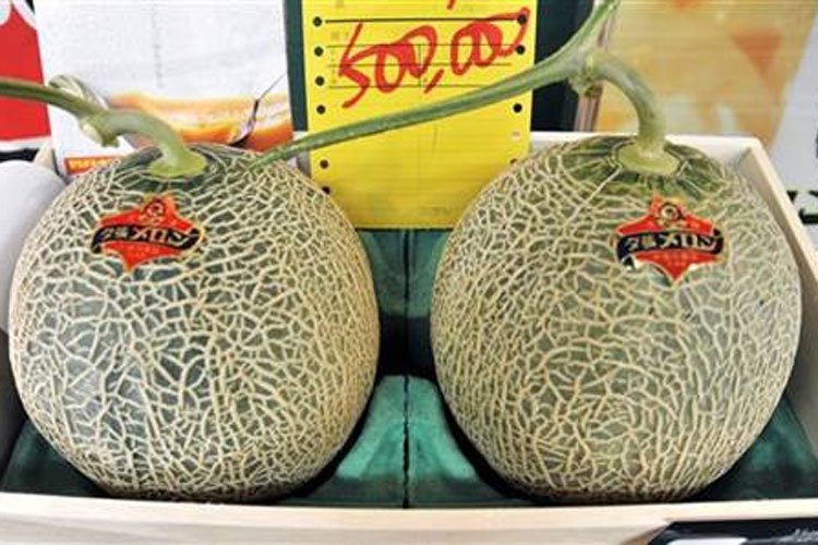 Japan: Pair of premium melons sell for record $29,300 | AP Japan: Pair of premium melons sell for record $29,300 | AP- India TV Hindi