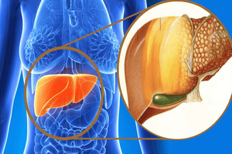 fatty liver fatty liver- India TV Hindi