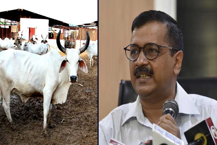 arvind kejriwal controversial statement on cow arvind kejriwal controversial statement on cow- India TV Hindi