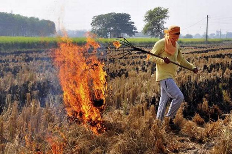 Stubble burning from Punjab, Haryana contributed to pollution in Delhi: SAFAR | PTI File Stubble burning from Punjab, Haryana contributed to pollution in Delhi: SAFAR | PTI File- India TV Hindi