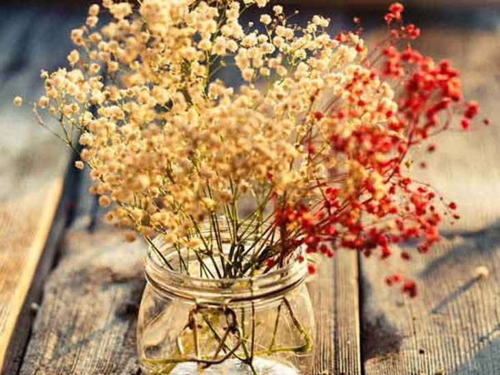 Flower Flower- India TV Hindi