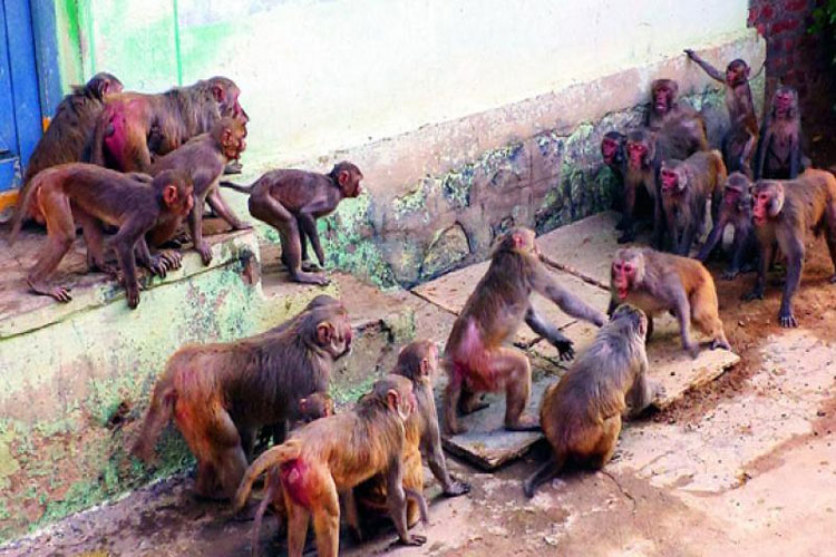 Monkey Fever Monkey Fever- India TV Hindi