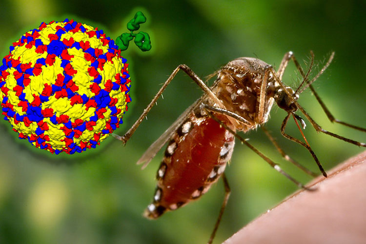Dengue Dengue- India TV Hindi