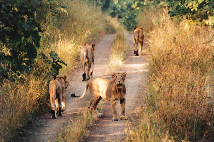 Group of 14 lions spotted in Gir forest- India TV Hindi