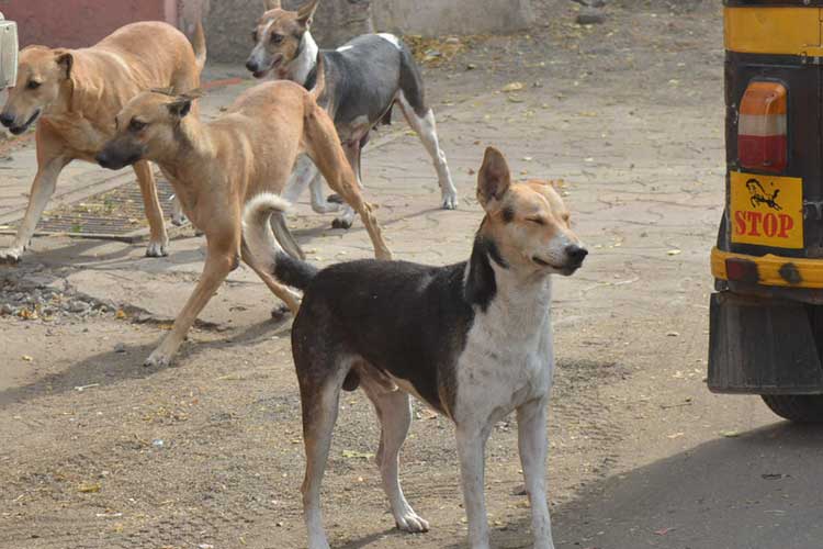 Representational pic Representational pic- India TV Hindi