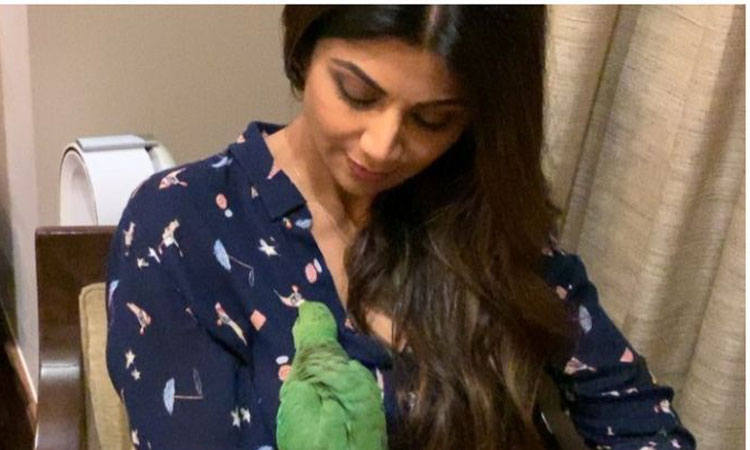 Shilpa Shetty Shilpa Shetty - India TV Hindi
