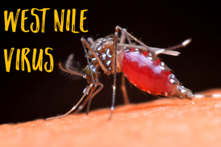 West nile fever West nile fever- India TV Hindi
