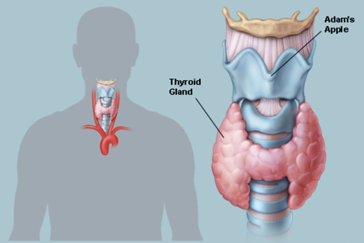 world thyroid day world thyroid day- India TV Hindi