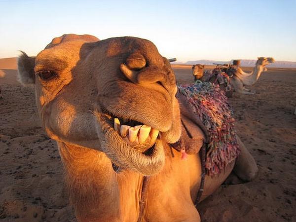 camel camel- India TV Hindi