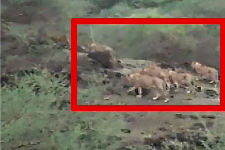 Lions Lions- India TV Hindi