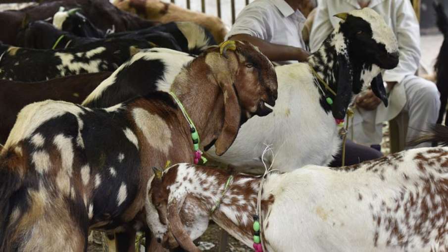 United Muslim Forum ask muslims of country to not sacrifice cow on bakra eid United Muslim Forum ask muslims of country to not sacrifice cow on bakra eid- India TV Hindi